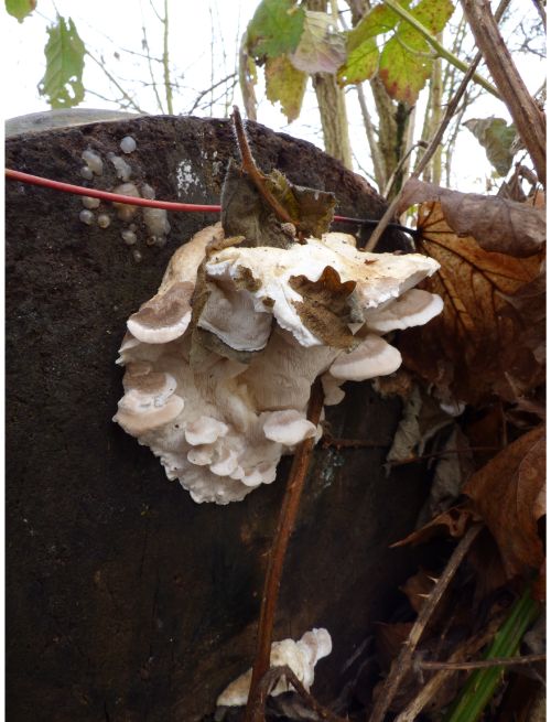 Fruit body (susp. Postia subcaesia) on aspen in Brentwood, UK.